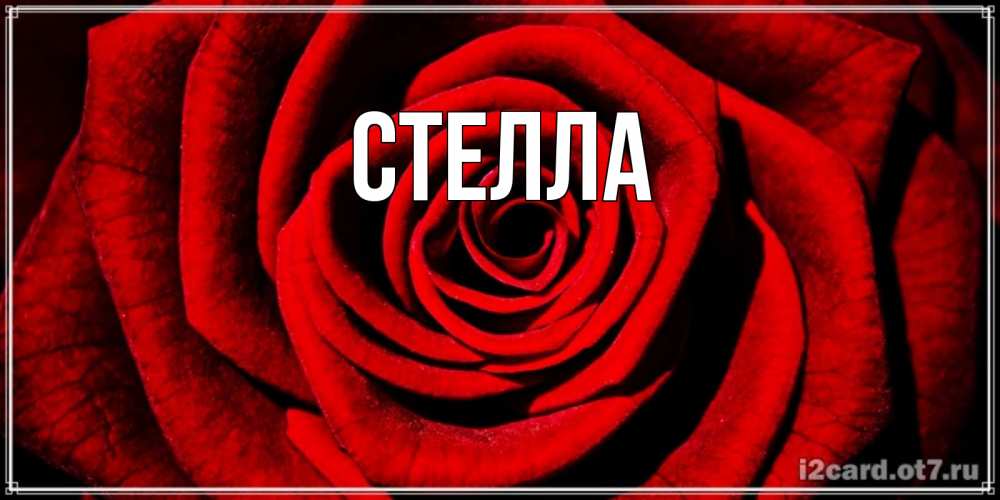 Открытка на каждый день с именем, Стелла Главная алая роза Прикольная открытка с пожеланием онлайн скачать бесплатно 