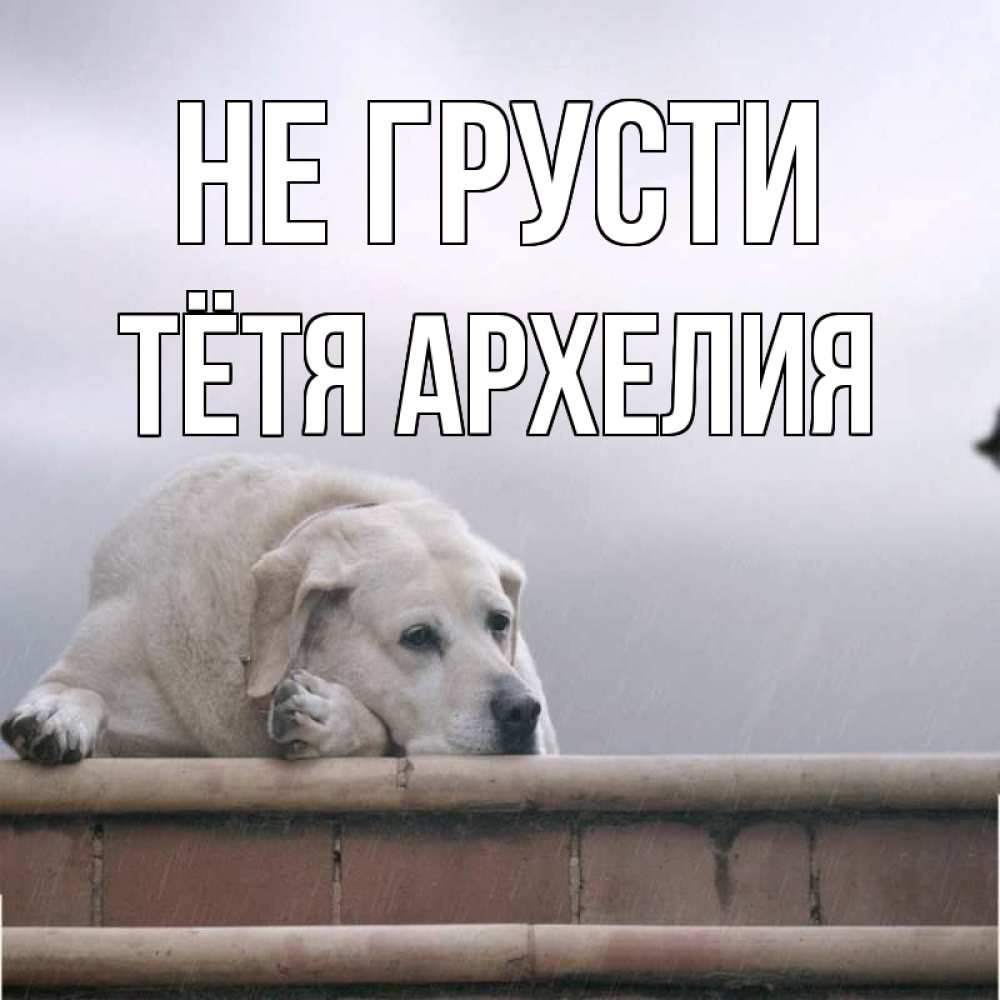 Открытка на каждый день с именем, Тётя-Архелия Не грусти белый пес 1 Прикольная открытка с пожеланием онлайн скачать бесплатно 
