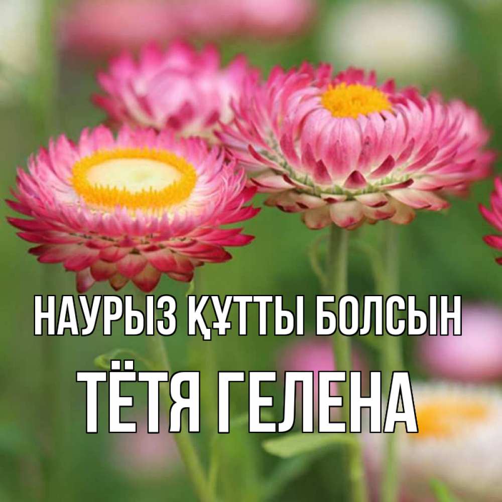 Открытка на каждый день с именем, Тётя-Гелена Наурыз құтты болсын подарок на международный женский день Прикольная открытка с пожеланием онлайн скачать бесплатно 
