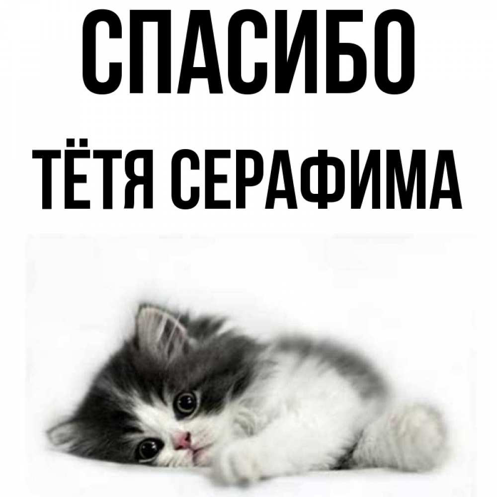 Открытка на каждый день с именем, Тётя-Серафима Спасибо черный и белый кот Прикольная открытка с пожеланием онлайн скачать бесплатно 