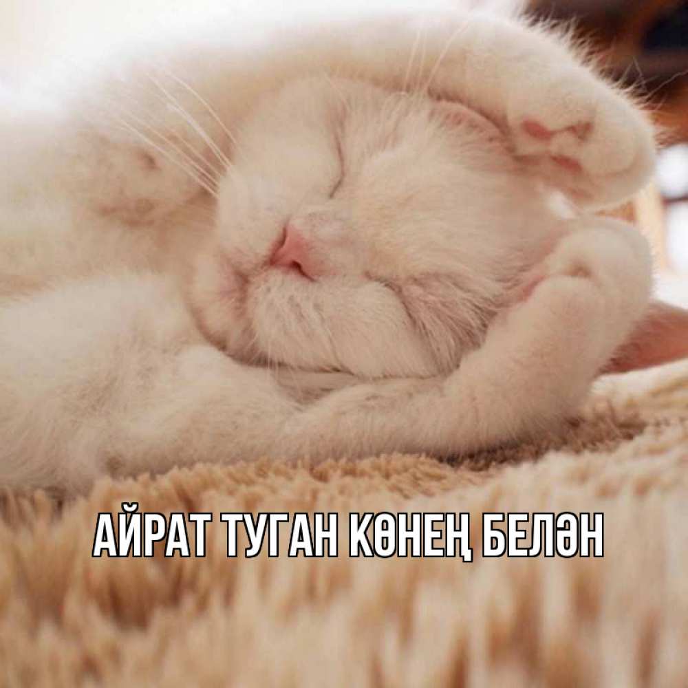 Открытка на каждый день с именем, Айрат-туган-көнең-белән Главная белый кот Прикольная открытка с пожеланием онлайн скачать бесплатно 