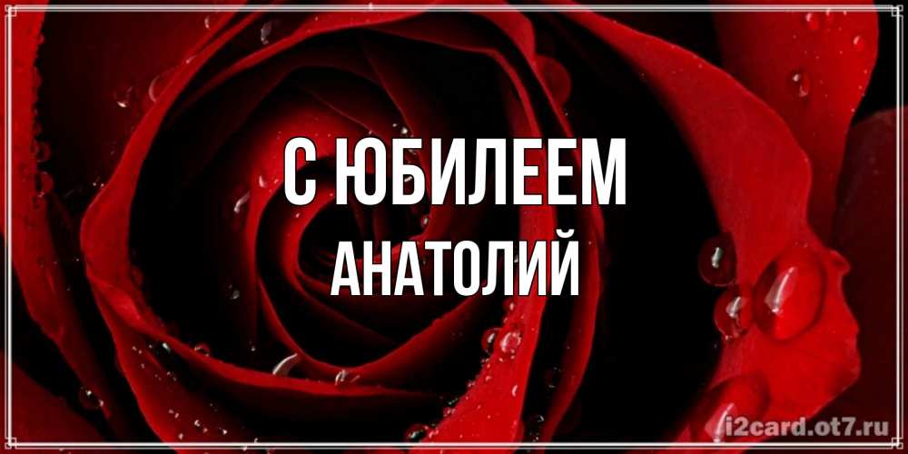 Открытка на каждый день с именем, Анатолий С юбилеем крупная бордовая роза Прикольная открытка с пожеланием онлайн скачать бесплатно 