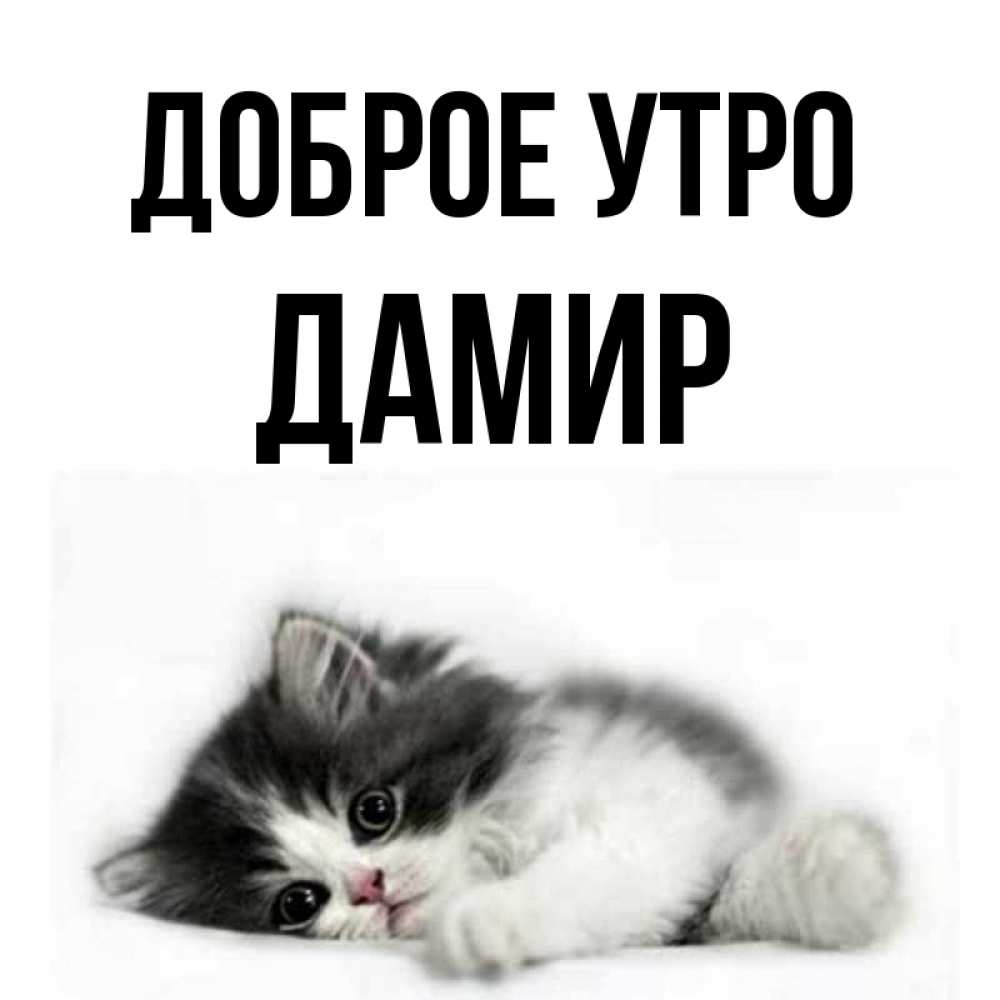 Открытка на каждый день с именем, Дамир Доброе утро кот лапки Прикольная открытка с пожеланием онлайн скачать бесплатно 