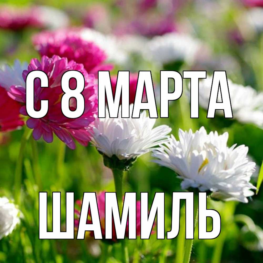 Открытка на каждый день с именем, Шамиль С 8 МАРТА международный женский день 1 Прикольная открытка с пожеланием онлайн скачать бесплатно 