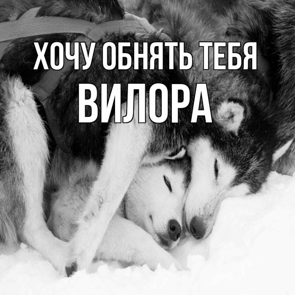 Открытка на каждый день с именем, Вилора Хочу обнять тебя собачки в упряжке Прикольная открытка с пожеланием онлайн скачать бесплатно 