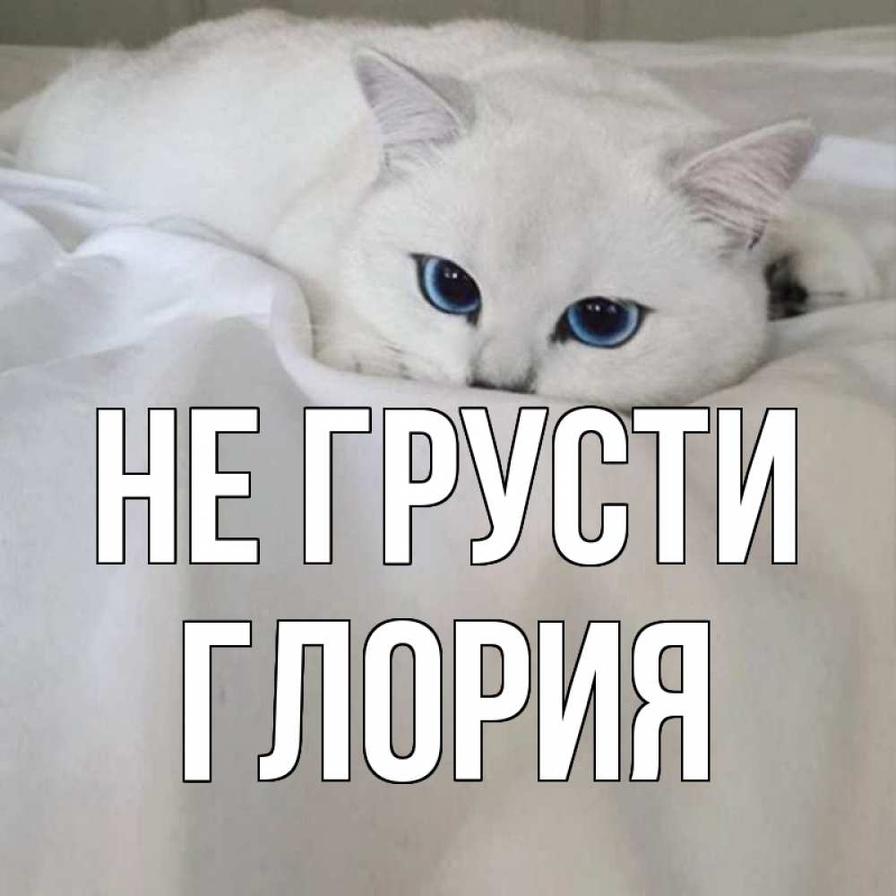 Открытка на каждый день с именем, Глория Не грусти белый кот с голубыми глазами на белоснежной кровати Прикольная открытка с пожеланием онлайн скачать бесплатно 