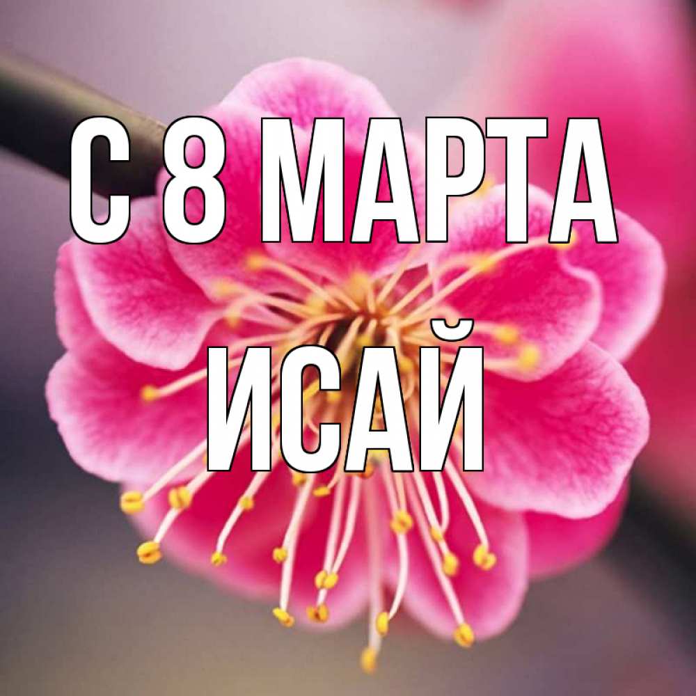 Открытка на каждый день с именем, Исай С 8 МАРТА цветы Прикольная открытка с пожеланием онлайн скачать бесплатно 