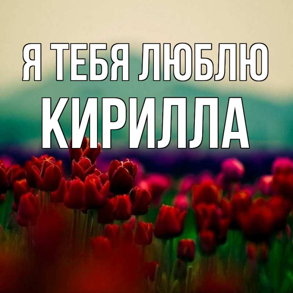 Открытка на каждый день с именем, Кирилла Я тебя люблю тюльпаны 4 Прикольная открытка с пожеланием онлайн скачать бесплатно 