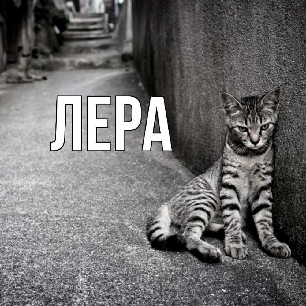 Открытка на каждый день с именем, Лера Главная скучающий котик Прикольная открытка с пожеланием онлайн скачать бесплатно 