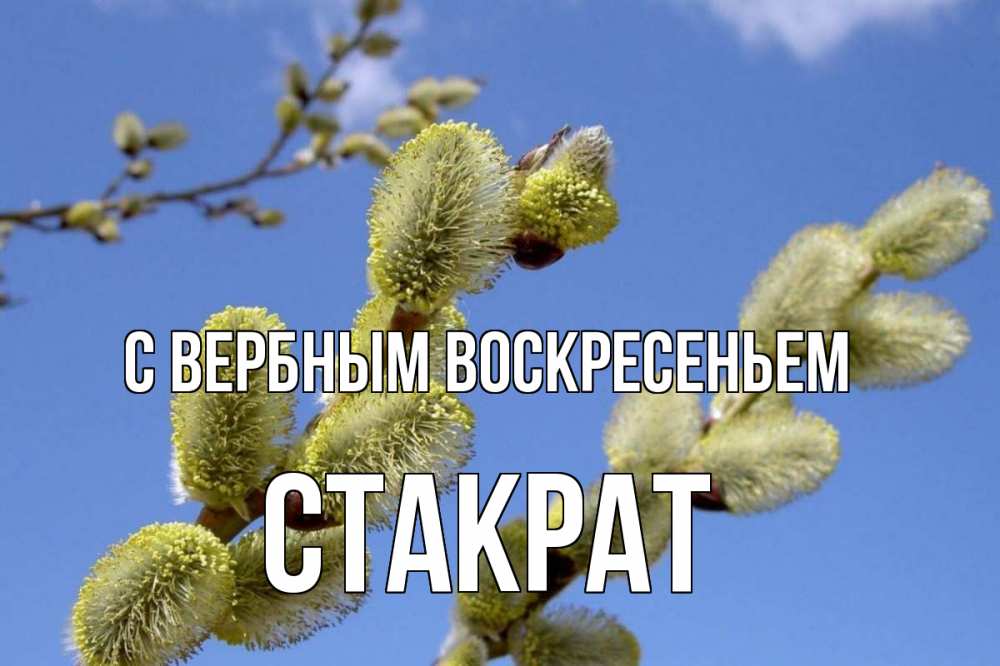 Открытка на каждый день с именем, Стакрат С вербным воскресеньем верба Прикольная открытка с пожеланием онлайн скачать бесплатно 