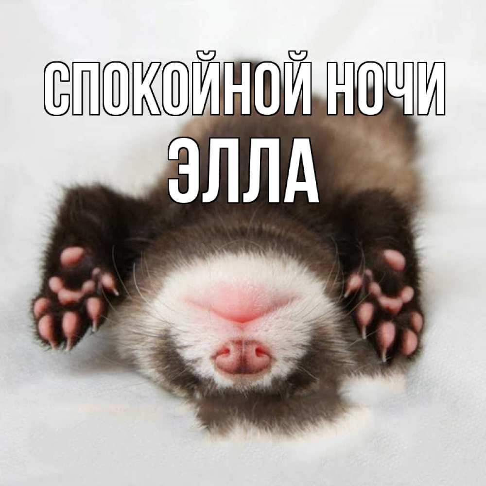 Открытка на каждый день с именем, Элла Спокойной ночи зверек Прикольная открытка с пожеланием онлайн скачать бесплатно 