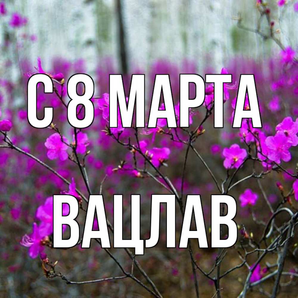 Открытка на каждый день с именем, Вацлав С 8 марта дикие цветы Прикольная открытка с пожеланием онлайн скачать бесплатно 