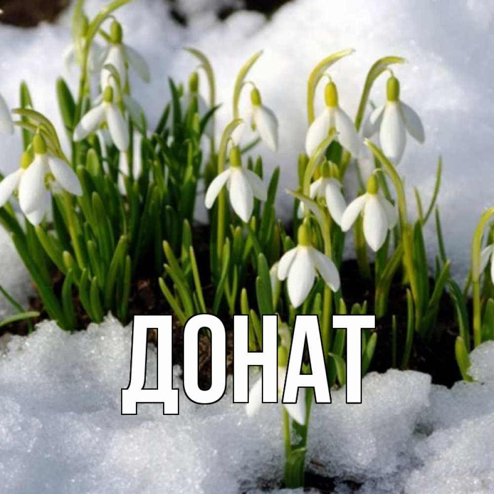 Открытка на каждый день с именем, Донат Главная цветы весенние Прикольная открытка с пожеланием онлайн скачать бесплатно 