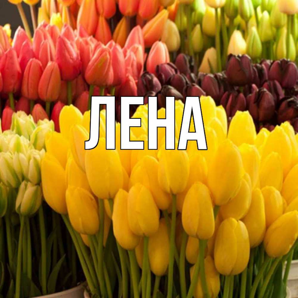Открытка на каждый день с именем, Лена Главная цветы Прикольная открытка с пожеланием онлайн скачать бесплатно 
