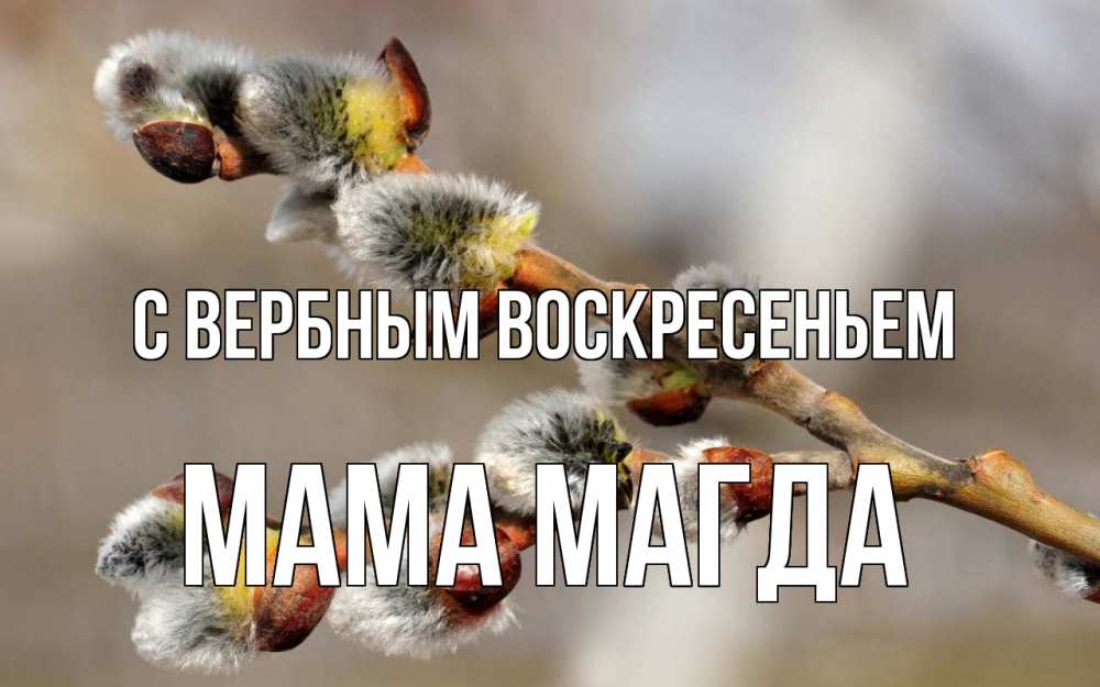 Открытка на каждый день с именем, Мама-Магда С вербным воскресеньем Верба Прикольная открытка с пожеланием онлайн скачать бесплатно 