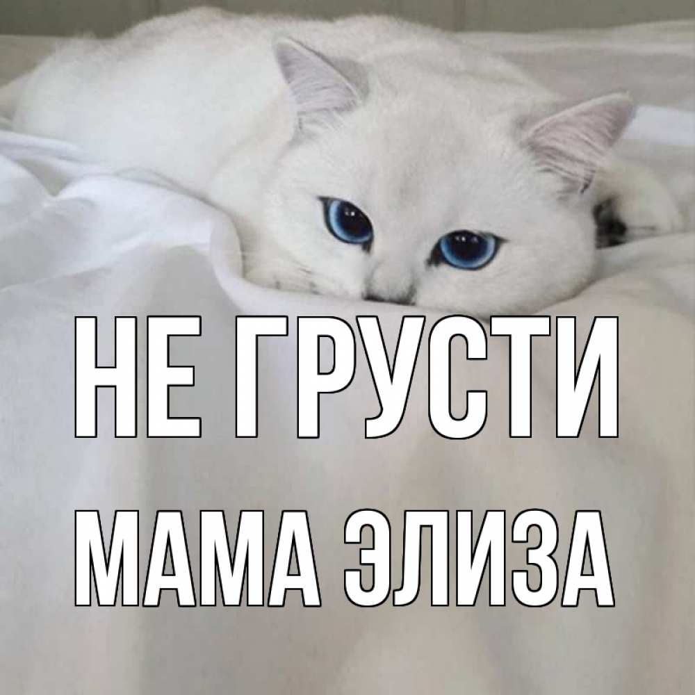Открытка на каждый день с именем, Мама-Элиза Не грусти белый кот с голубыми глазами на белоснежной кровати Прикольная открытка с пожеланием онлайн скачать бесплатно 