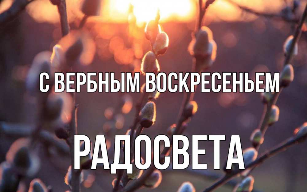 Открытка на каждый день с именем, Радосвета С вербным воскресеньем верба Прикольная открытка с пожеланием онлайн скачать бесплатно 