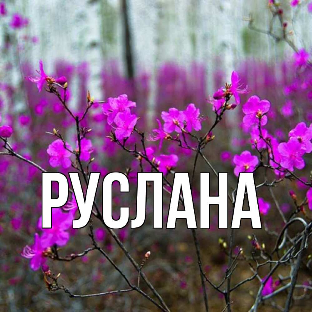 Открытка на каждый день с именем, Руслана Главная дикие цветы Прикольная открытка с пожеланием онлайн скачать бесплатно 