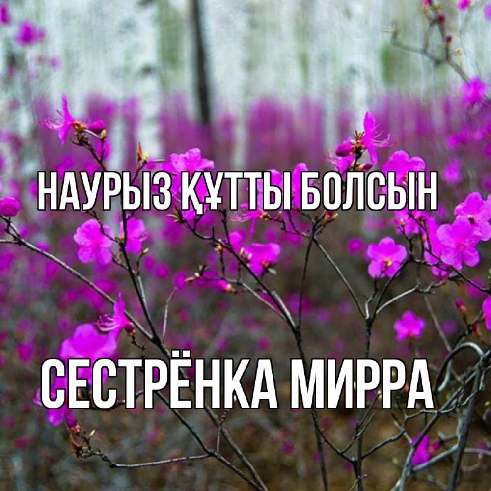 Открытка на каждый день с именем, Сестрёнка-Мирра Наурыз құтты болсын дикие цветы Прикольная открытка с пожеланием онлайн скачать бесплатно 