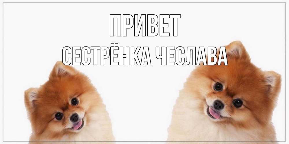 Открытка на каждый день с именем, Сестрёнка-Чеслава Привет привет Прикольная открытка с пожеланием онлайн скачать бесплатно 