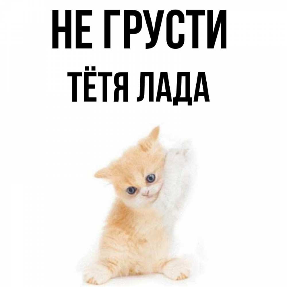 Открытка на каждый день с именем, Тётя-Лада Не грусти просящий кот Прикольная открытка с пожеланием онлайн скачать бесплатно 