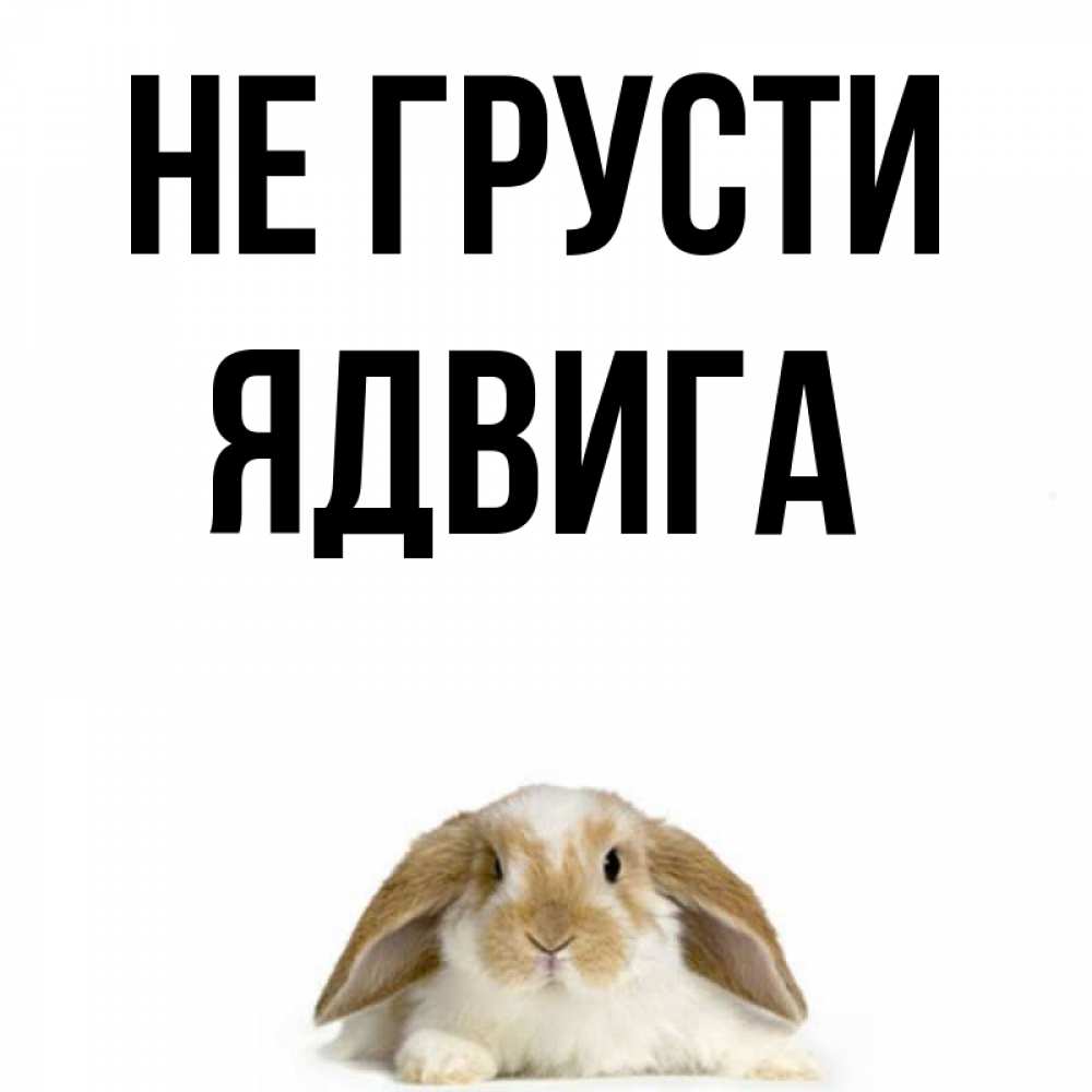 Открытка на каждый день с именем, Ядвига Не грусти коричнево белый заяц с большими ушками Прикольная открытка с пожеланием онлайн скачать бесплатно 