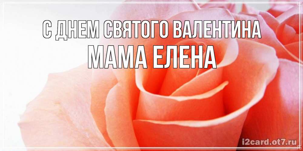 Открытка на каждый день с именем, Мама-Елена С днем Святого Валентина открытка на день Святого Валентина с розовой розой Прикольная открытка с пожеланием онлайн скачать бесплатно 