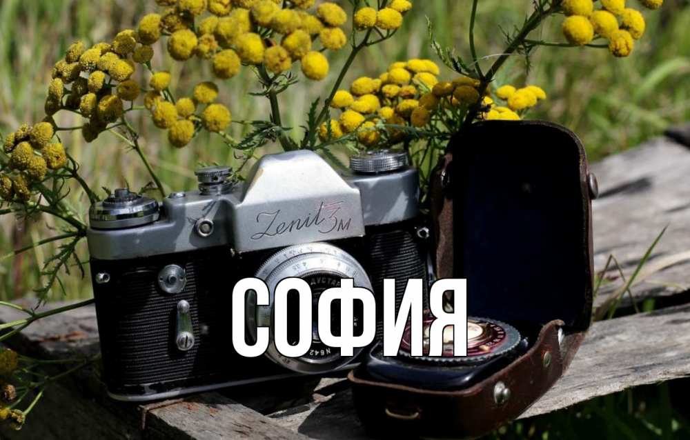 Открытка на каждый день с именем, София Главная с днем фотографа Прикольная открытка с пожеланием онлайн скачать бесплатно 