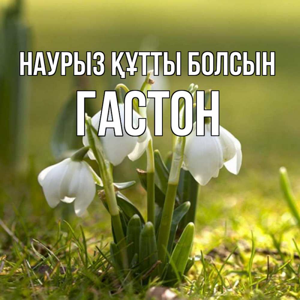 Открытка на каждый день с именем, Гастон Наурыз құтты болсын ранние цветы 2 Прикольная открытка с пожеланием онлайн скачать бесплатно 
