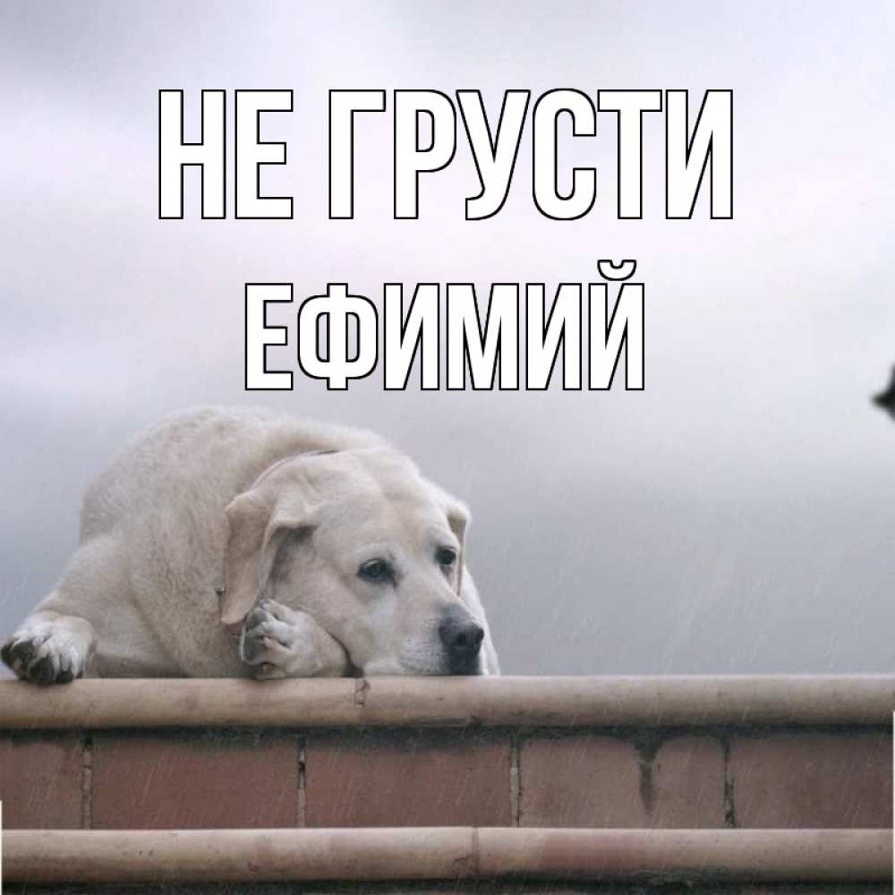Открытка на каждый день с именем, Ефимий Не грусти белый пес 1 Прикольная открытка с пожеланием онлайн скачать бесплатно 