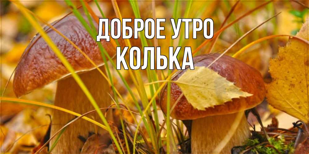 Открытка на каждый день с именем, Колька Доброе утро осенние грибы Прикольная открытка с пожеланием онлайн скачать бесплатно 