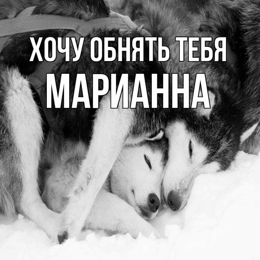 Открытка на каждый день с именем, Марианна Хочу обнять тебя собачки в упряжке Прикольная открытка с пожеланием онлайн скачать бесплатно 