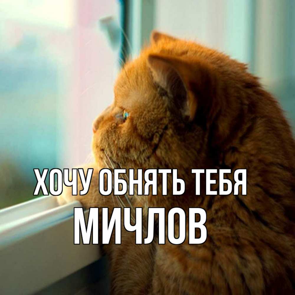 Открытка на каждый день с именем, Мичлов Хочу обнять тебя большой огромный рыжий котяра Прикольная открытка с пожеланием онлайн скачать бесплатно 