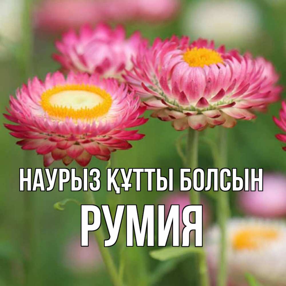 Открытка на каждый день с именем, Румия Наурыз құтты болсын подарок на международный женский день Прикольная открытка с пожеланием онлайн скачать бесплатно 