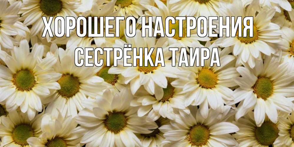 Открытка на каждый день с именем, Сестрёнка-Таира Хорошего настроения крупные ромашки Прикольная открытка с пожеланием онлайн скачать бесплатно 