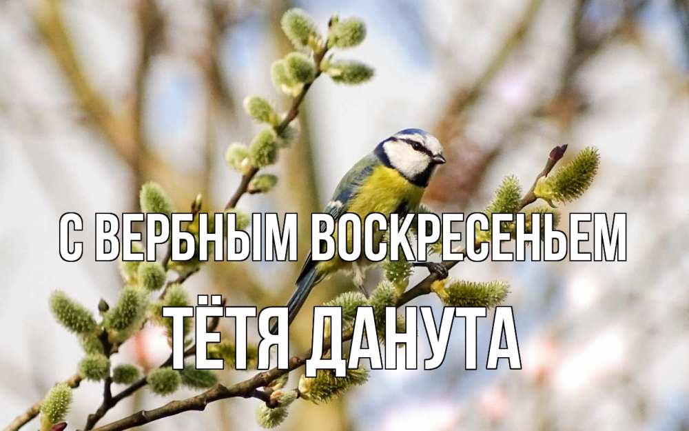 Открытка на каждый день с именем, Тётя-Данута С вербным воскресеньем верба Прикольная открытка с пожеланием онлайн скачать бесплатно 