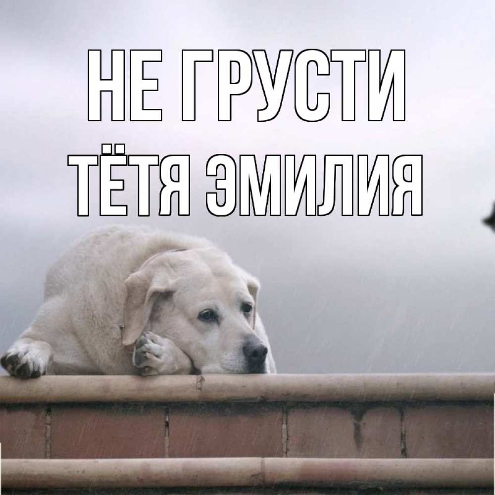 Открытка на каждый день с именем, Тётя-Эмилия Не грусти белый пес 1 Прикольная открытка с пожеланием онлайн скачать бесплатно 