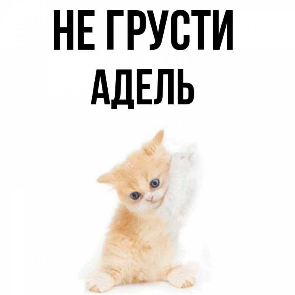 Открытка на каждый день с именем, Адель Не грусти просящий кот Прикольная открытка с пожеланием онлайн скачать бесплатно 