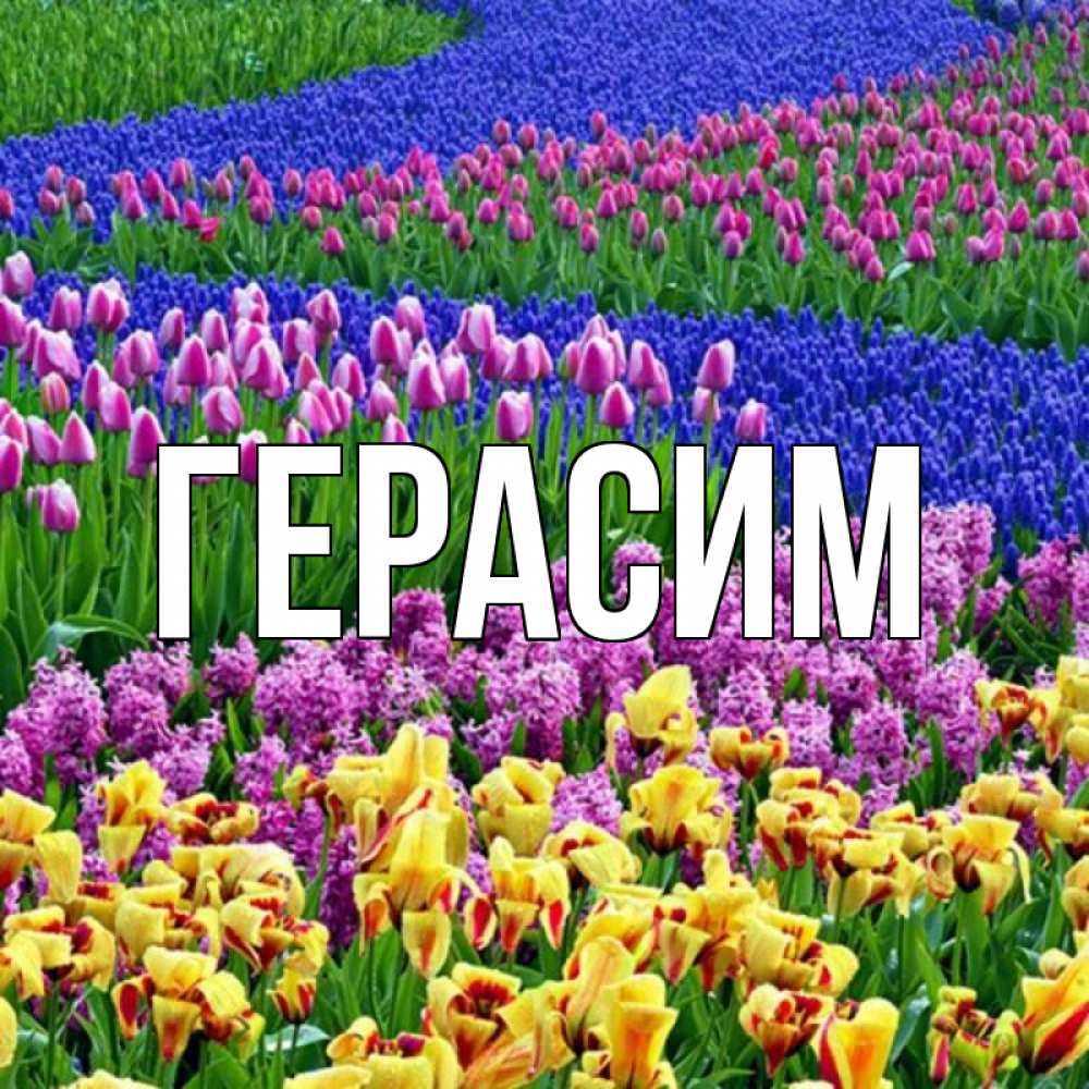 Открытка на каждый день с именем, Герасим Главная цветы Прикольная открытка с пожеланием онлайн скачать бесплатно 