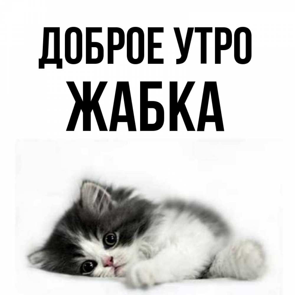 Открытка на каждый день с именем, Жабка Доброе утро кот лапки Прикольная открытка с пожеланием онлайн скачать бесплатно 