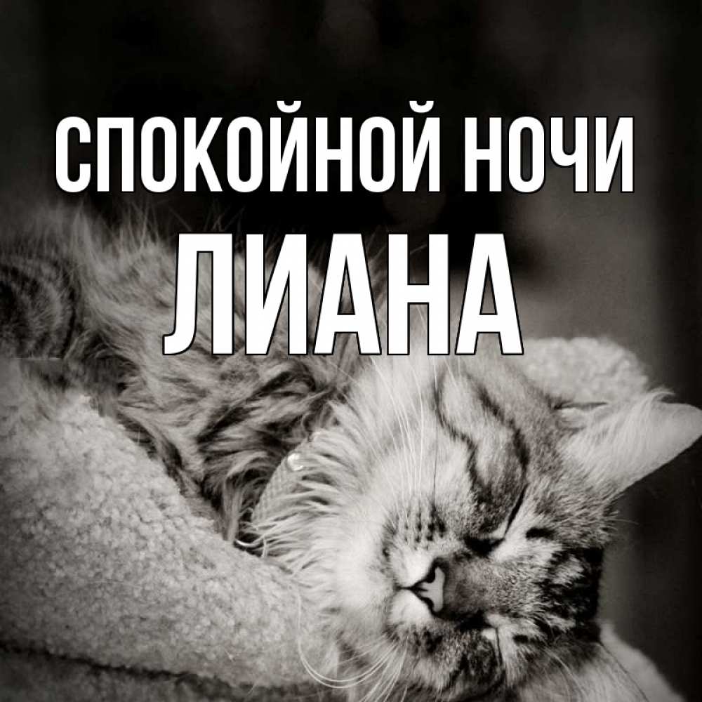 Открытка на каждый день с именем, Лиана Спокойной ночи котярик пушистый Прикольная открытка с пожеланием онлайн скачать бесплатно 