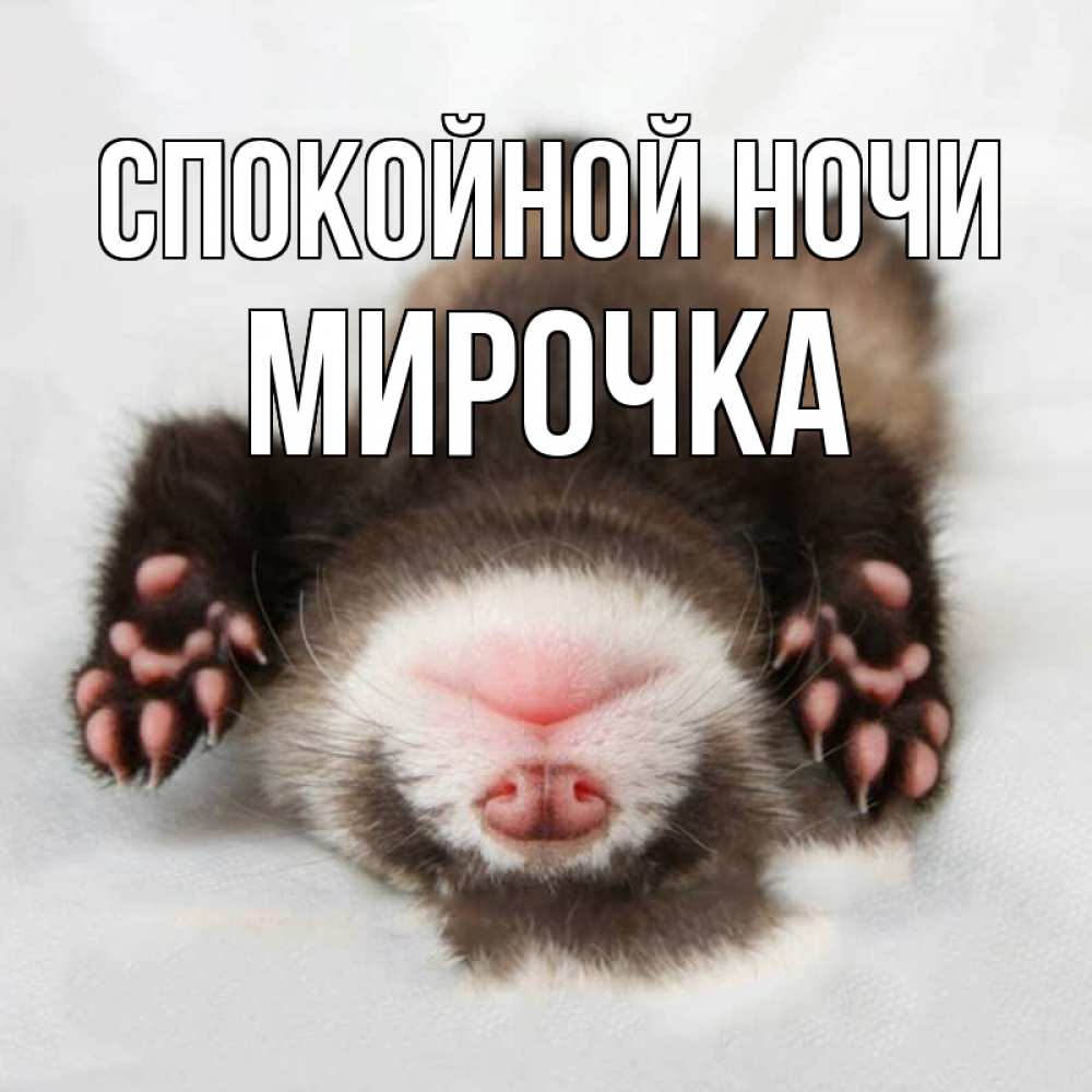 Открытка на каждый день с именем, МИРОЧКА Спокойной ночи зверек Прикольная открытка с пожеланием онлайн скачать бесплатно 