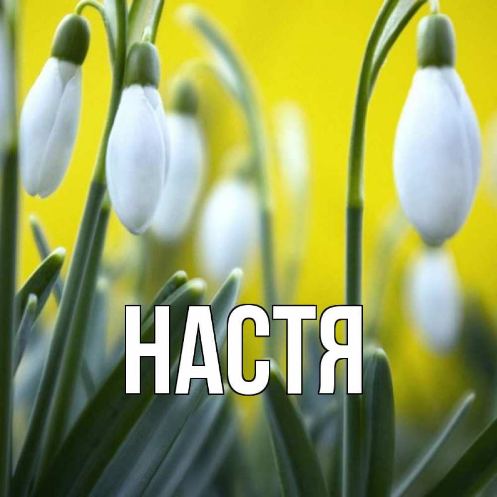 Открытка на каждый день с именем, Настя Главная весенние цветы Прикольная открытка с пожеланием онлайн скачать бесплатно 