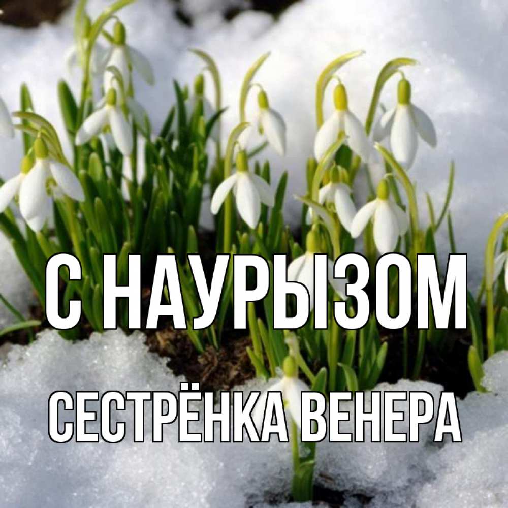 Открытка на каждый день с именем, Сестрёнка-Венера С наурызом цветы весенние Прикольная открытка с пожеланием онлайн скачать бесплатно 