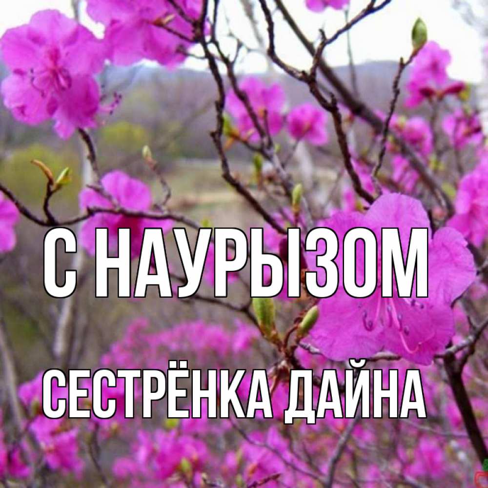 Открытка на каждый день с именем, Сестрёнка-Дайна С наурызом праздник весны наурыз Прикольная открытка с пожеланием онлайн скачать бесплатно 