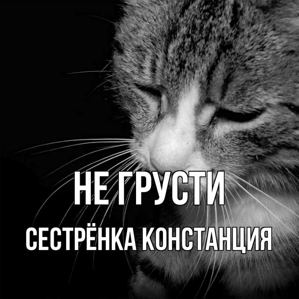 Открытка на каждый день с именем, Сестрёнка-Констанция Не грусти грустный котик Прикольная открытка с пожеланием онлайн скачать бесплатно 