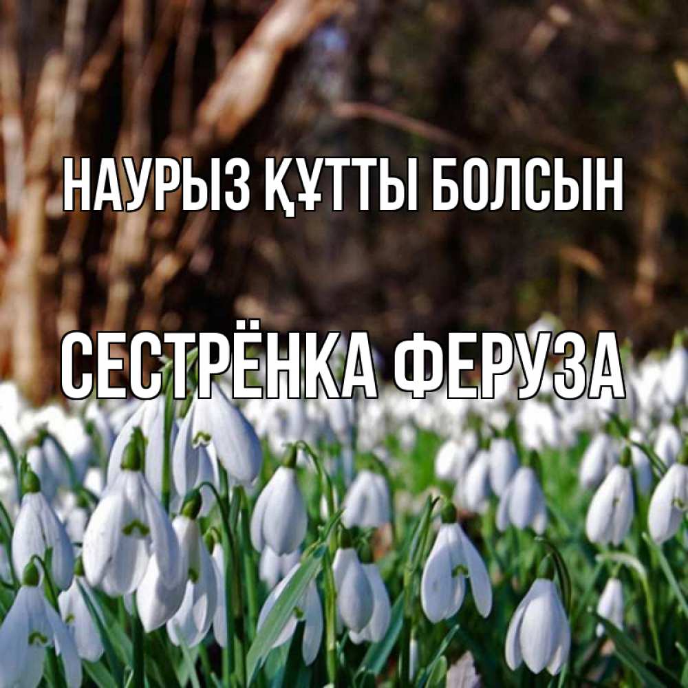 Открытка на каждый день с именем, Сестрёнка-Феруза Наурыз құтты болсын с подснежниками 1 Прикольная открытка с пожеланием онлайн скачать бесплатно 