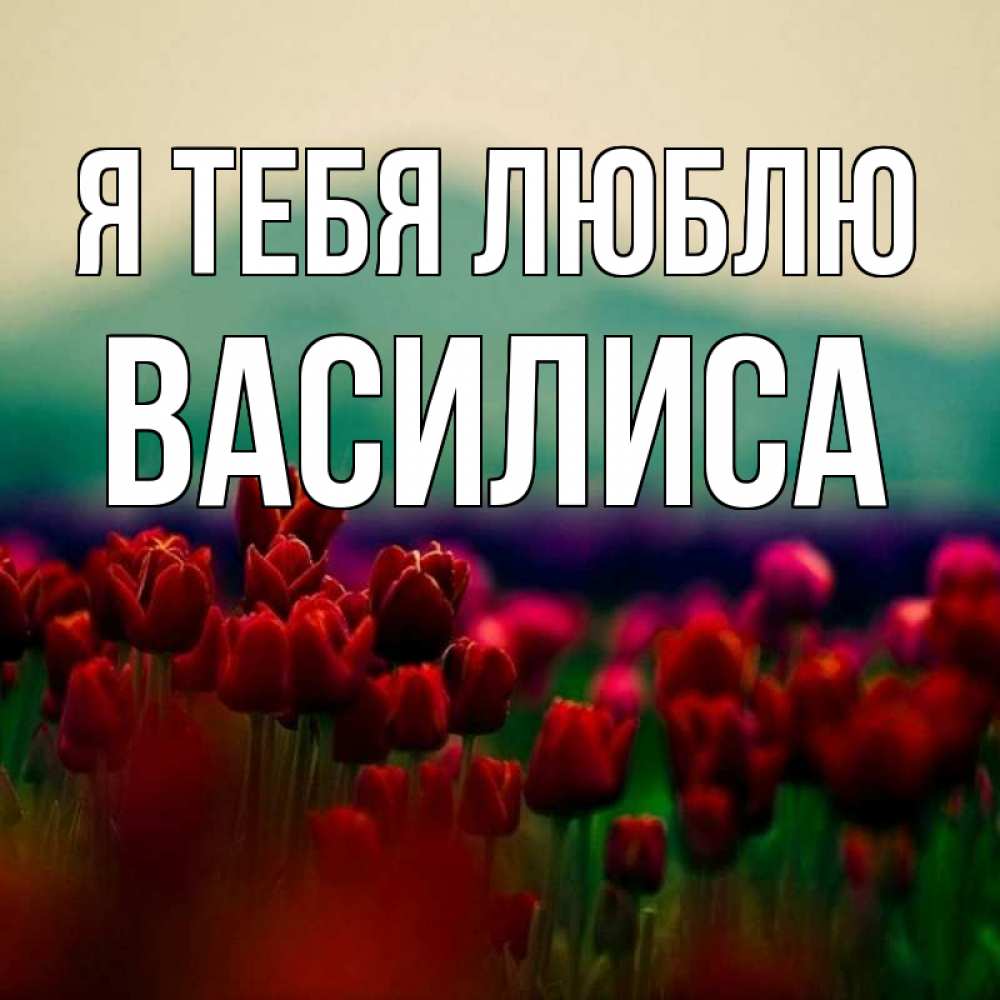 Открытка на каждый день с именем, Василиса Я тебя люблю тюльпаны 4 Прикольная открытка с пожеланием онлайн скачать бесплатно 