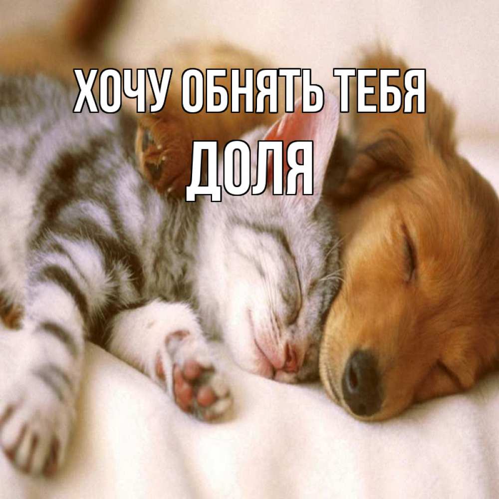 Открытка на каждый день с именем, Доля Хочу обнять тебя пес и котенок Прикольная открытка с пожеланием онлайн скачать бесплатно 