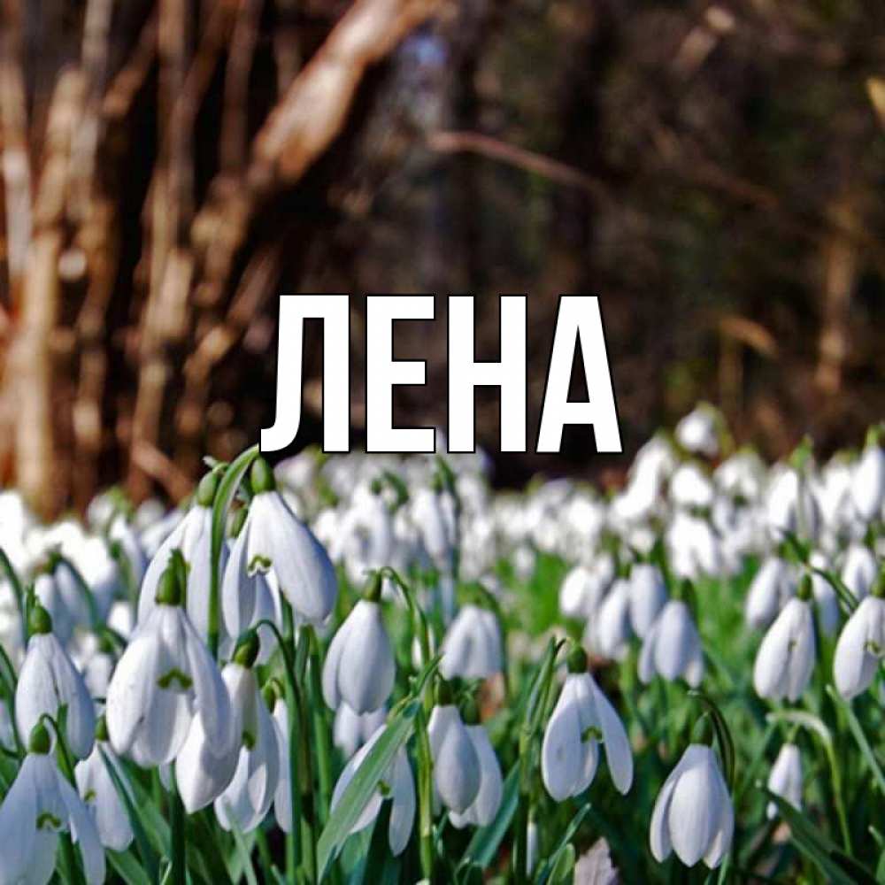 Открытка на каждый день с именем, Лена Главная с подснежниками 1 Прикольная открытка с пожеланием онлайн скачать бесплатно 